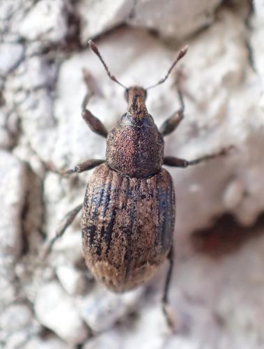 Graptus triguttatus